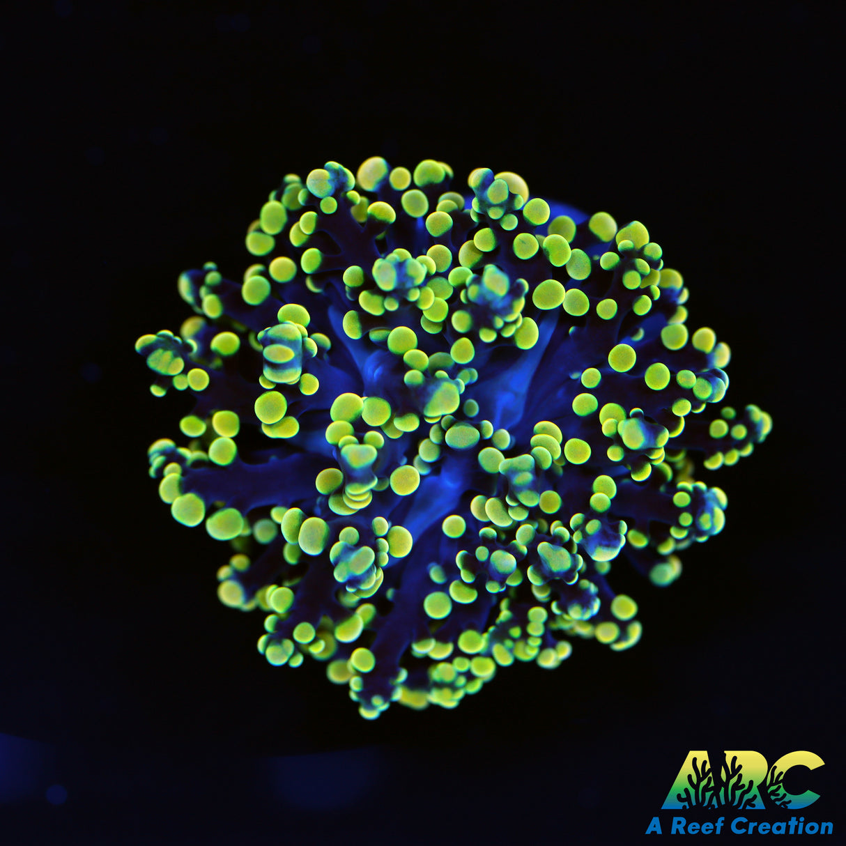 Yellowtip Frogspawn