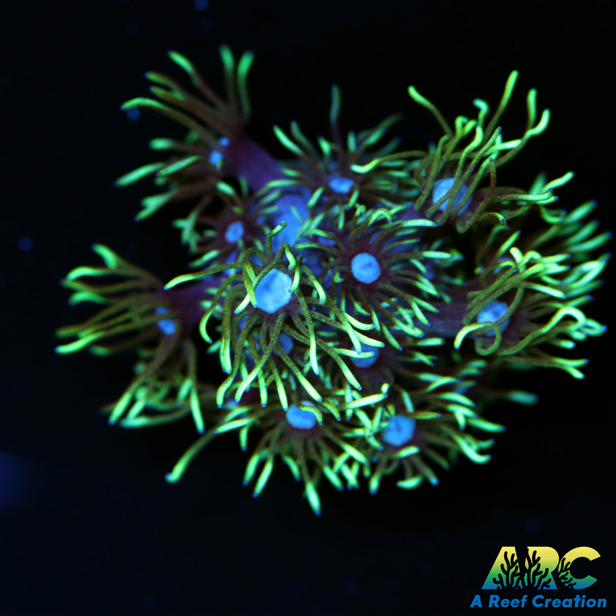 ARC Black Light Goni