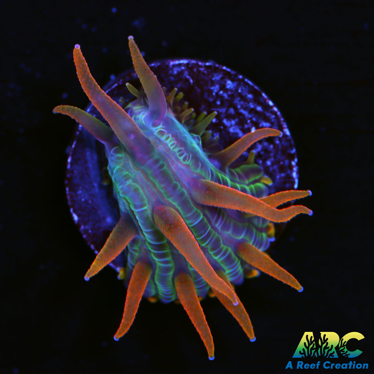 ARC Flaming Hydra Plate