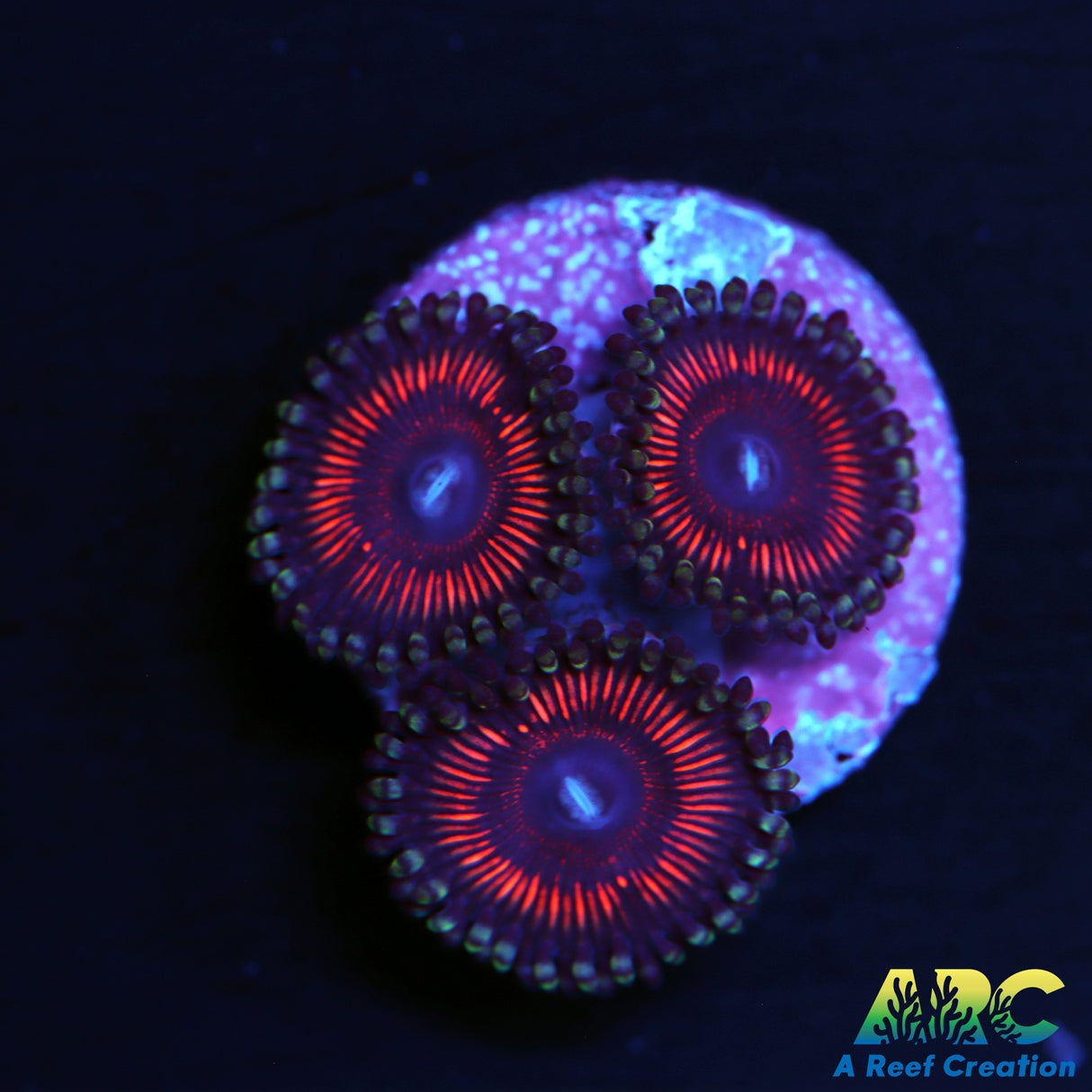 Armor of God Zoas