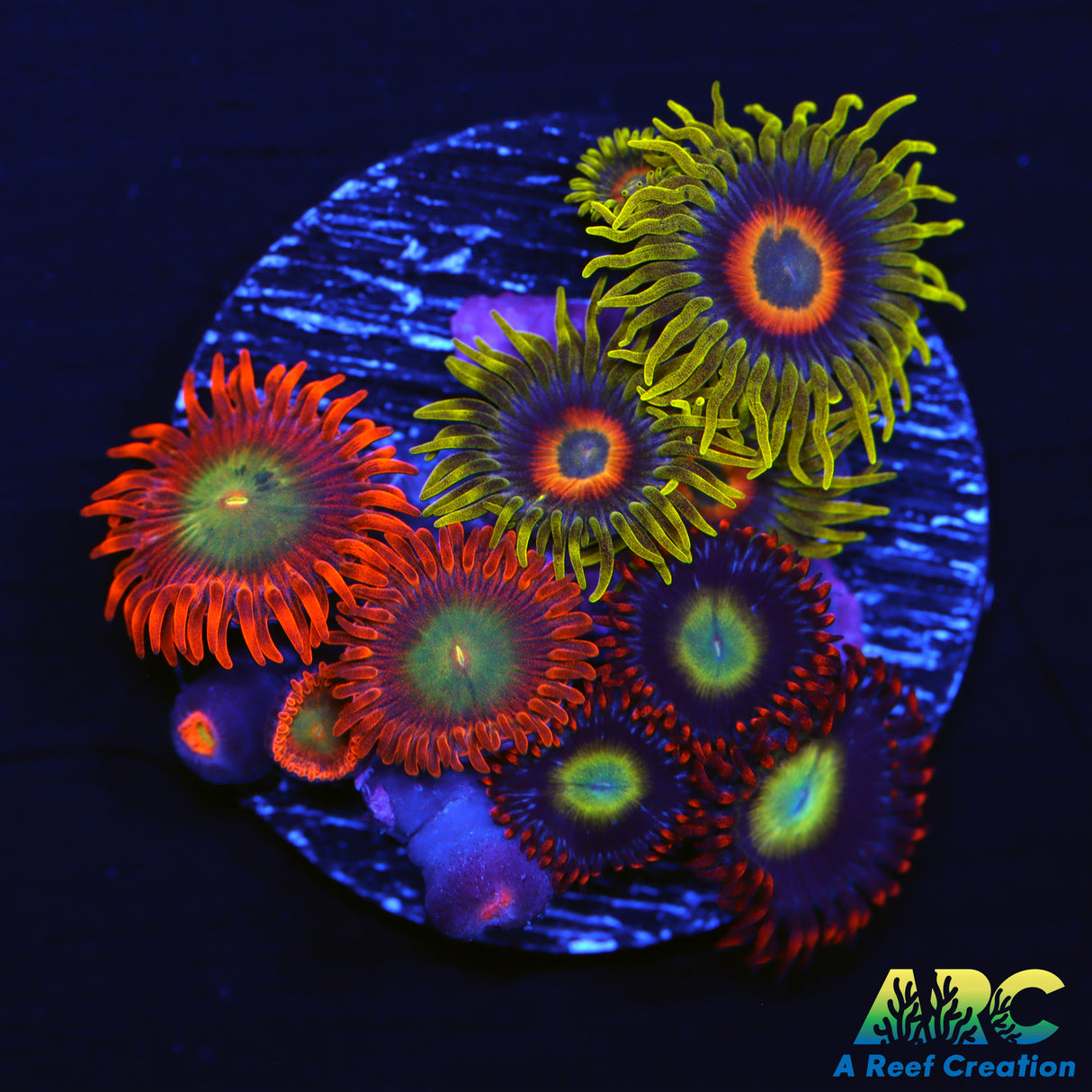 Mango Circus Flower Combo