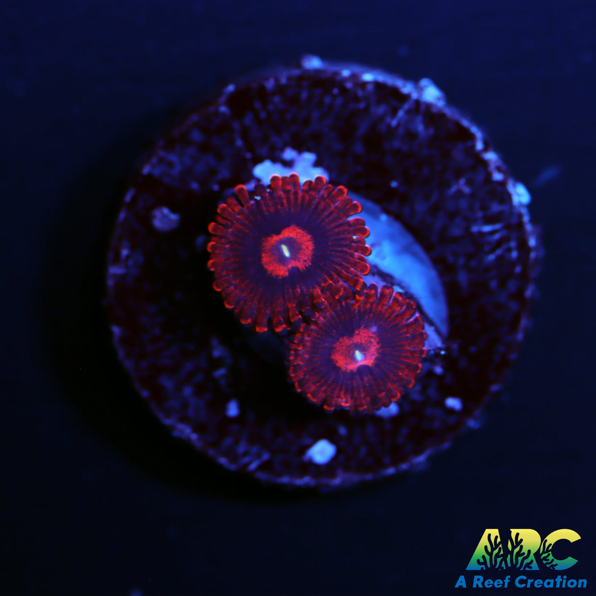 VDM Zoas