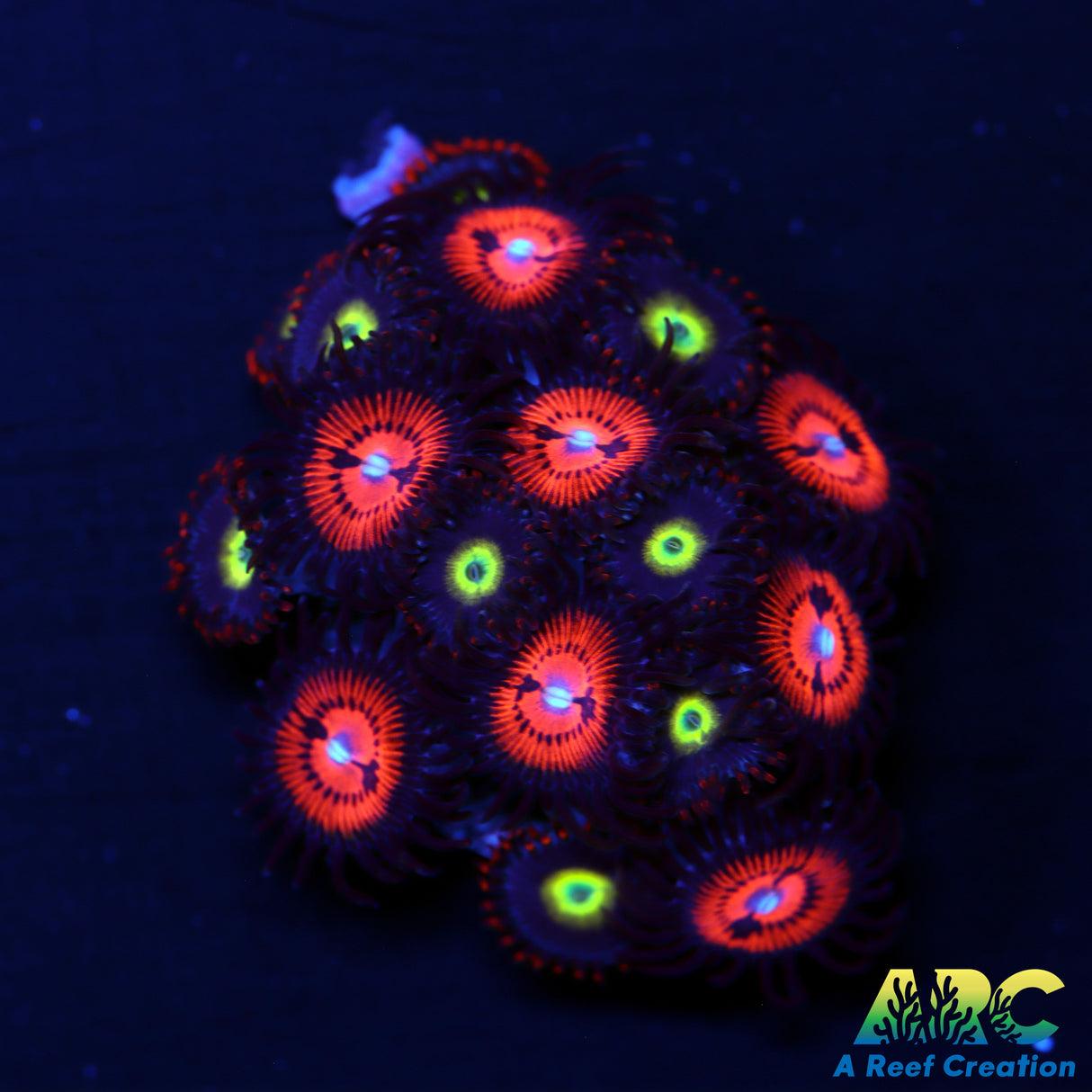Circus Bloodsuckers Combo Zoas