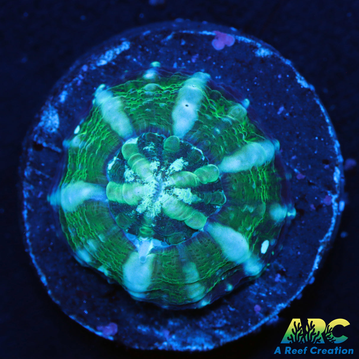 Captive Spawned Green Scoly