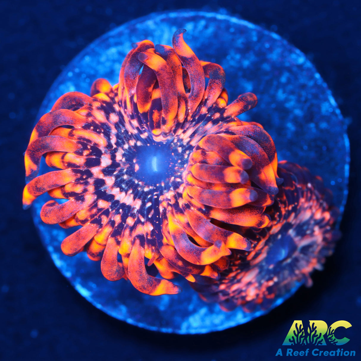Utter Chaos Zoas