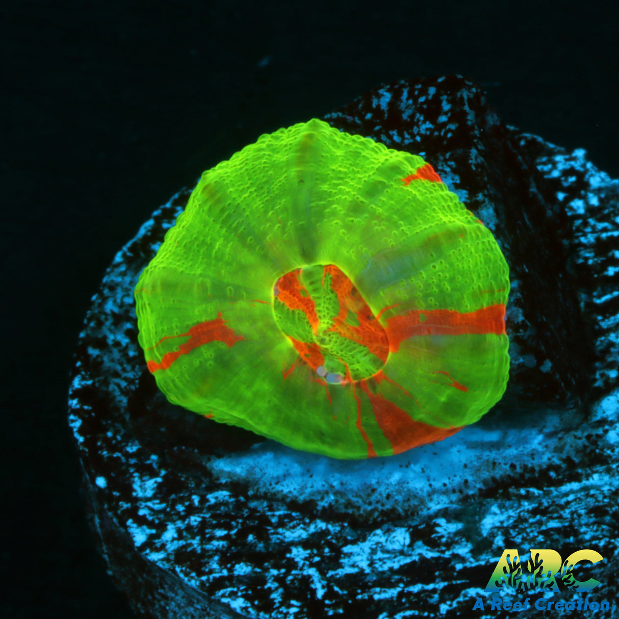 Captive Spawned Bleeding Apple Scoly