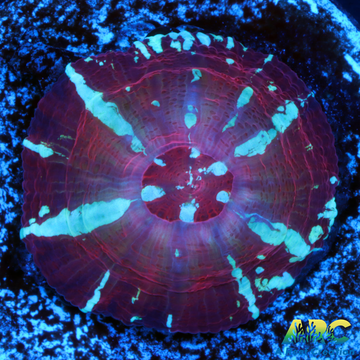 Captive Spawned Purple Scoly