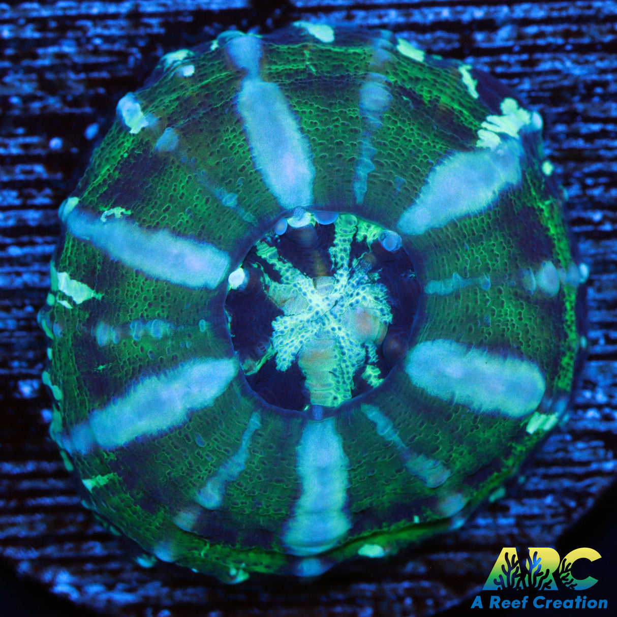 Captive Spawned Green   Scoly