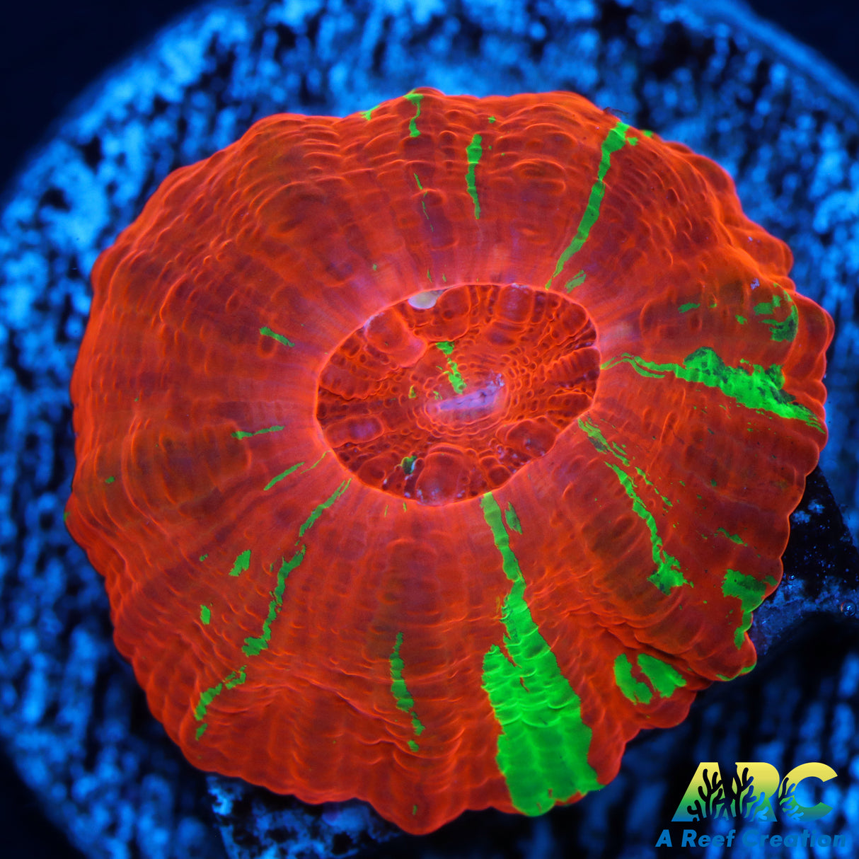 Captive Spawned Reverse Bleeding Apple Scoly
