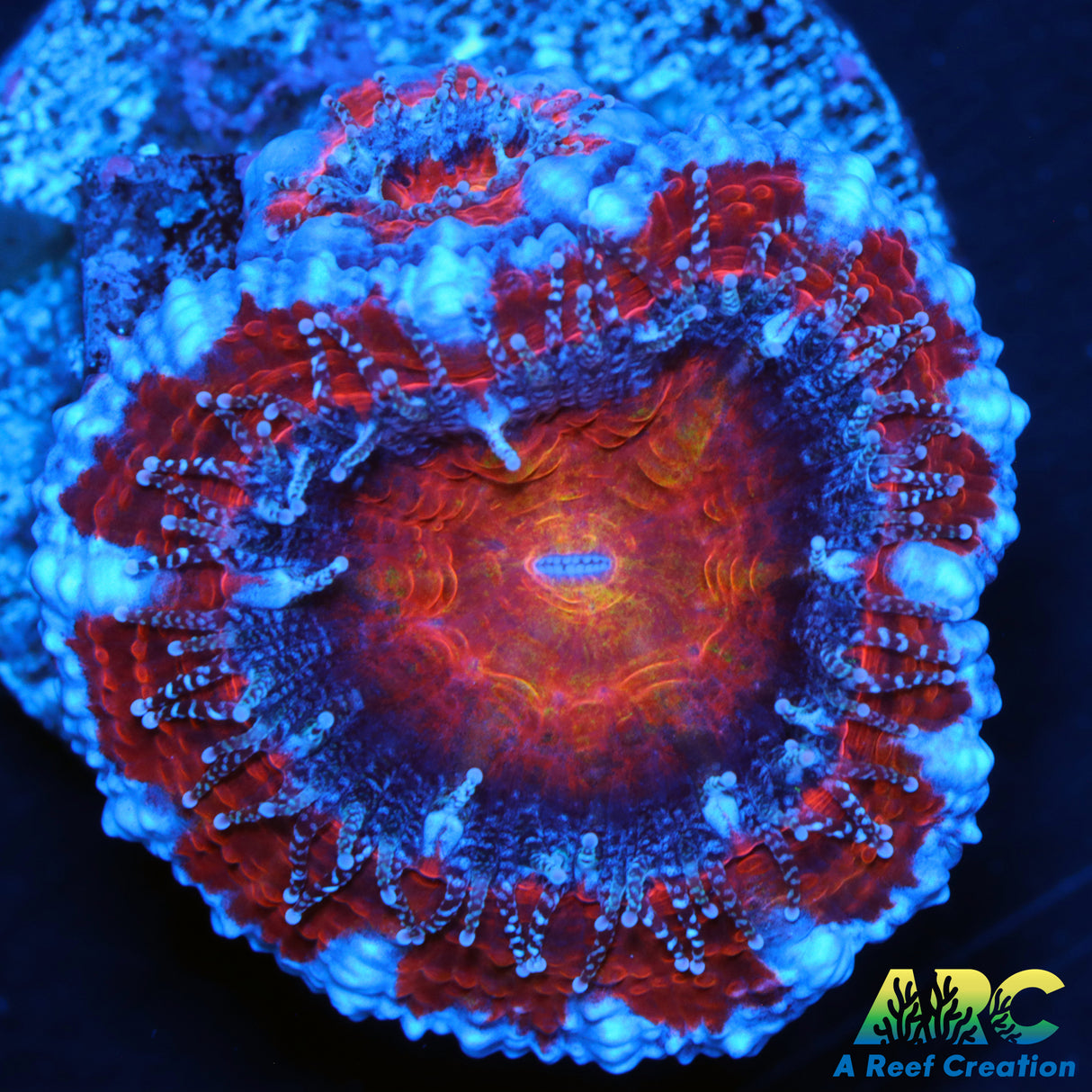 Captive Spawned Rainbow Acan