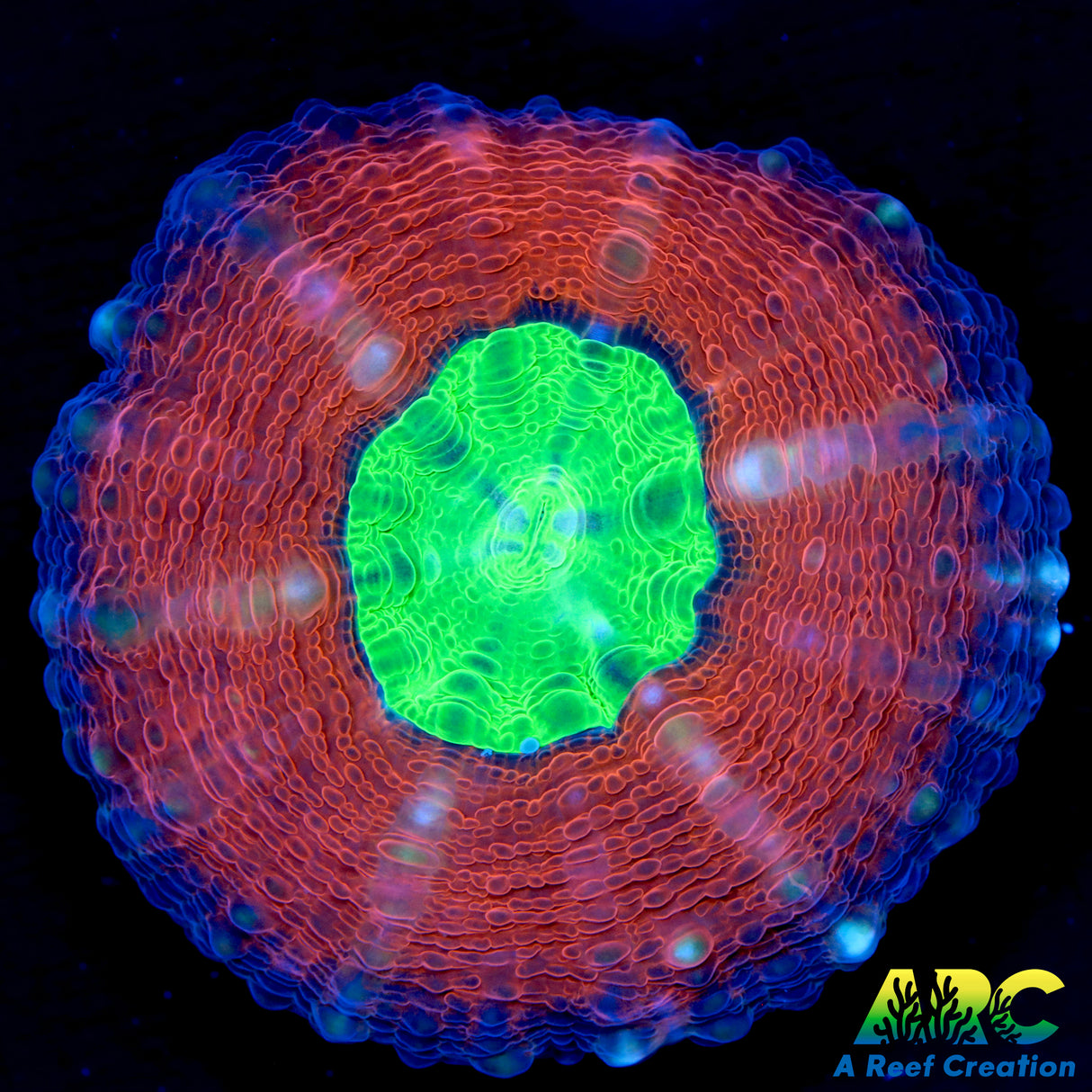 Captive Spawned Lobophyllia