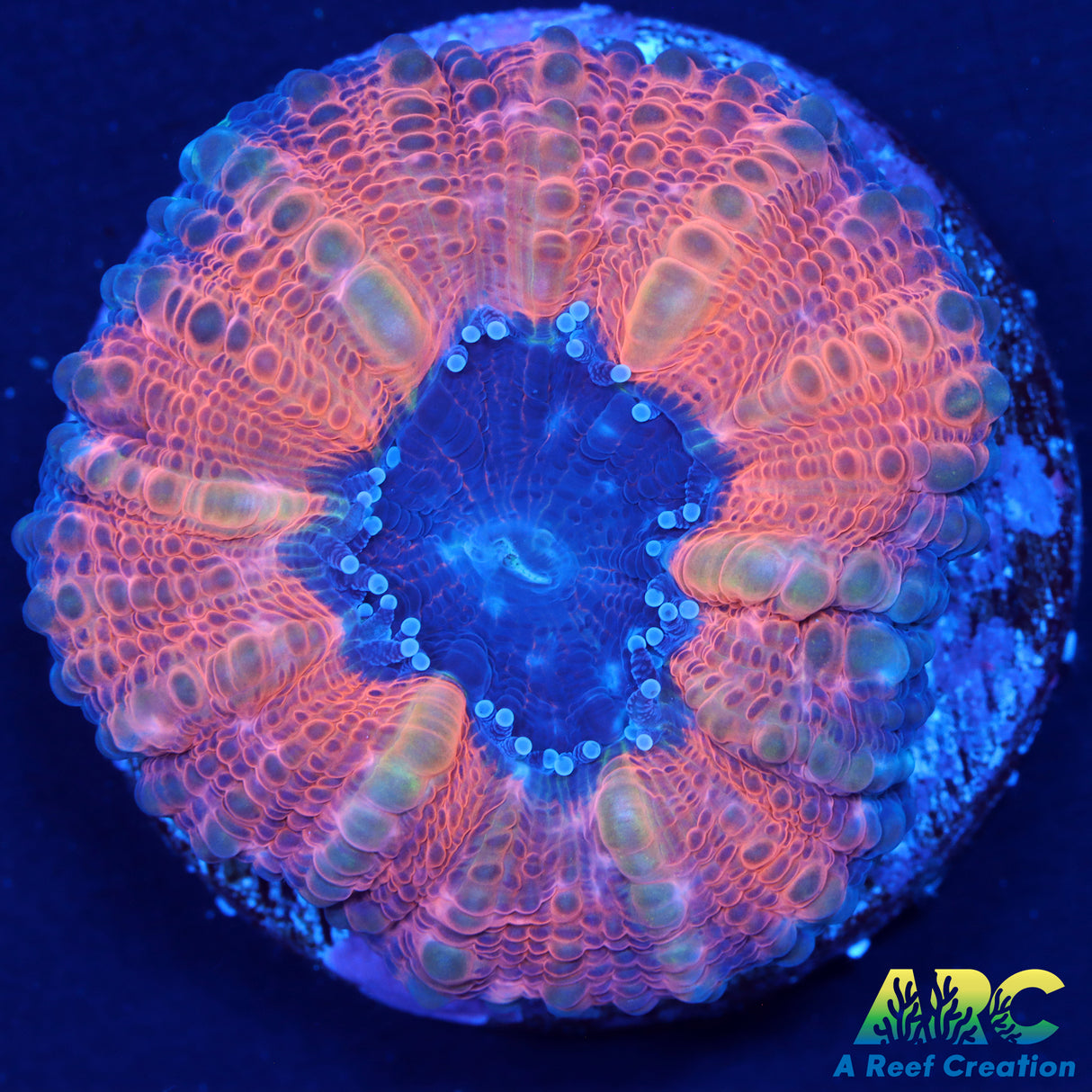 Captive Spawned Hollowen Lobophyllia