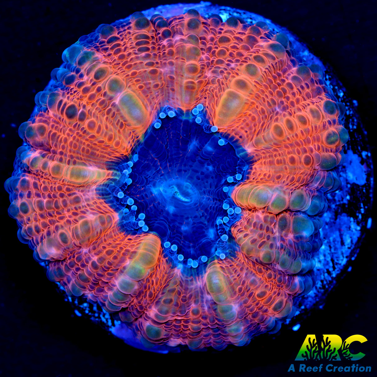 Captive Spawned Halloween Lobophyllia