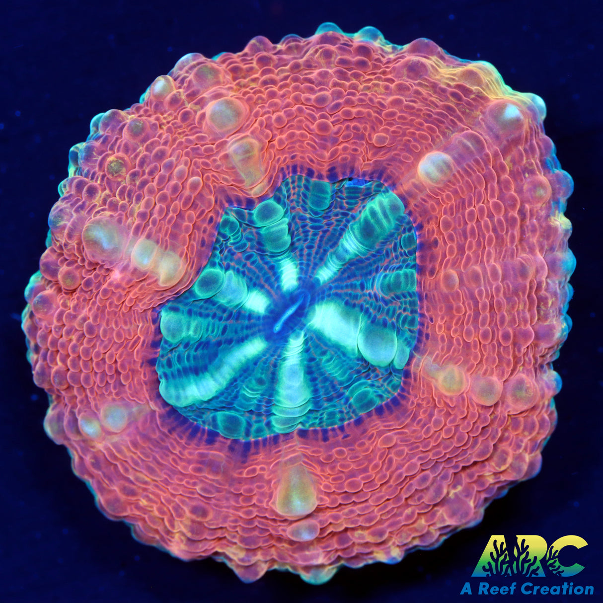 Captive Spawned Lobophyllia