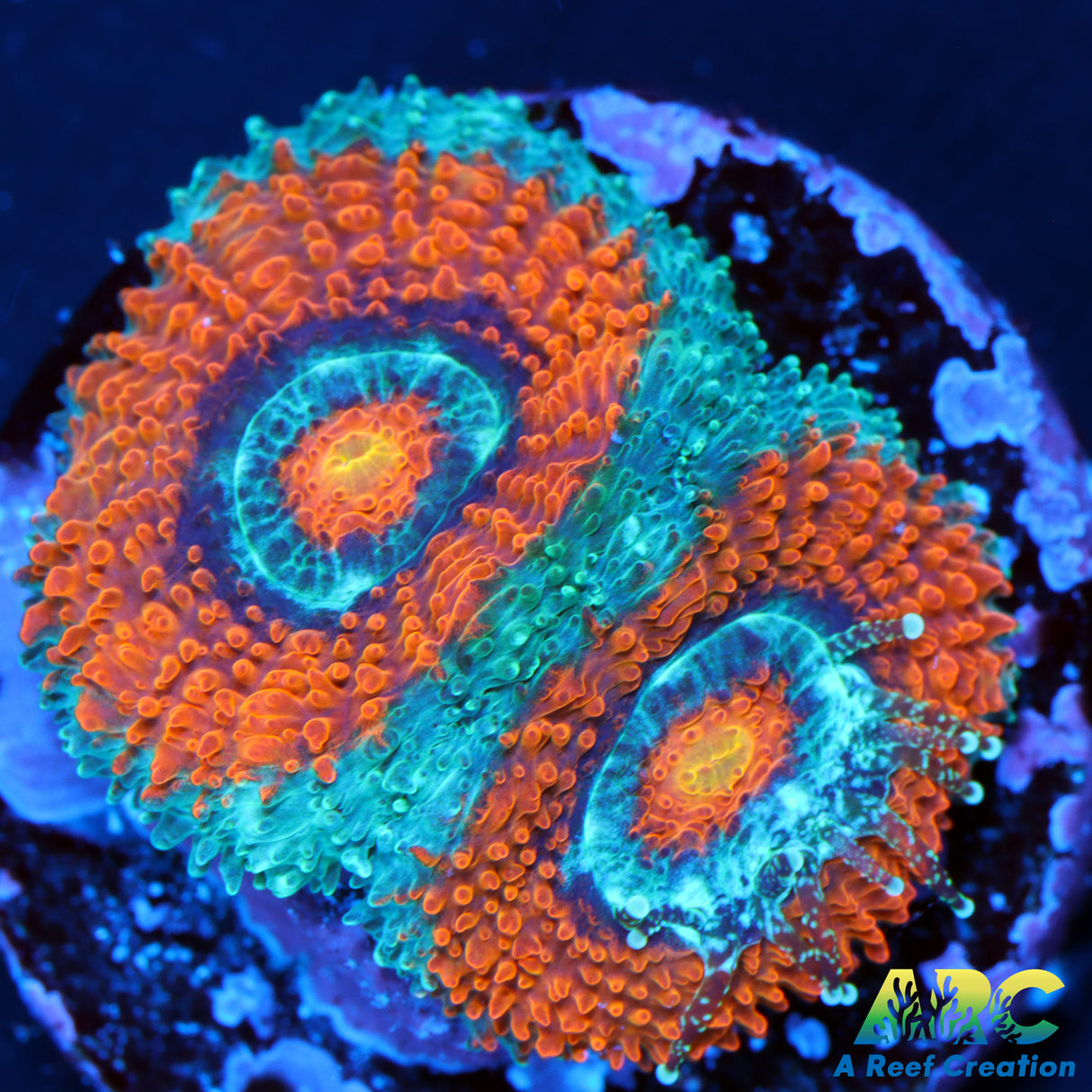 Red And Teal Acan