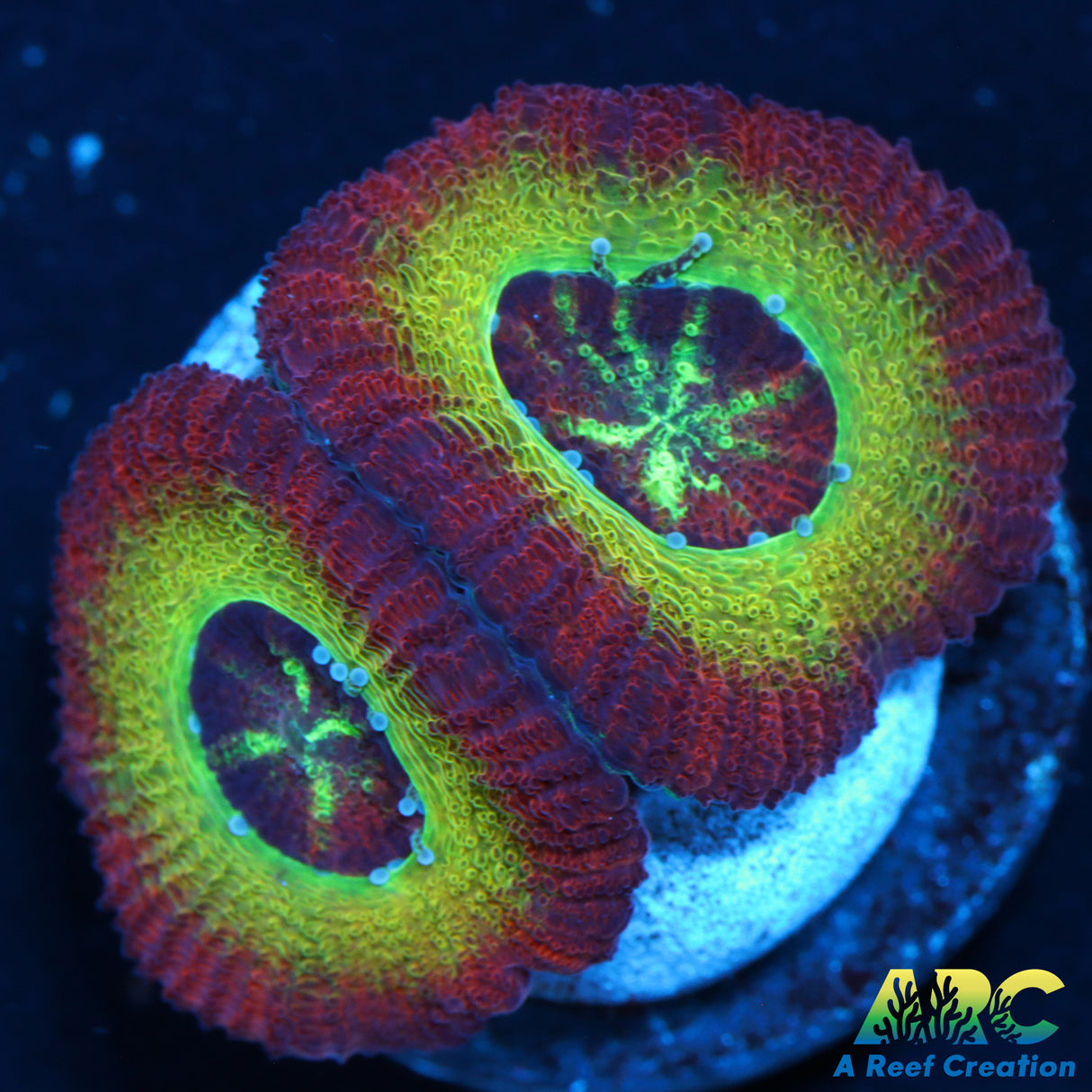 WWC Ruby Red Micros