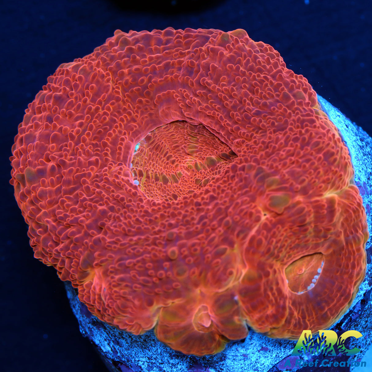 ARC Blood Orange Bowerbanki