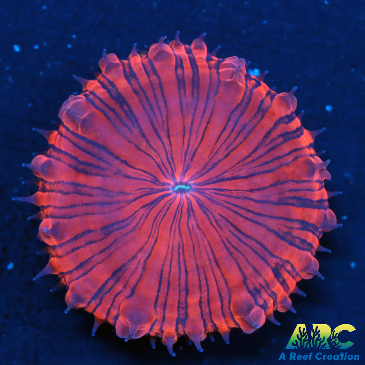 ARC Psychedelic Blasto