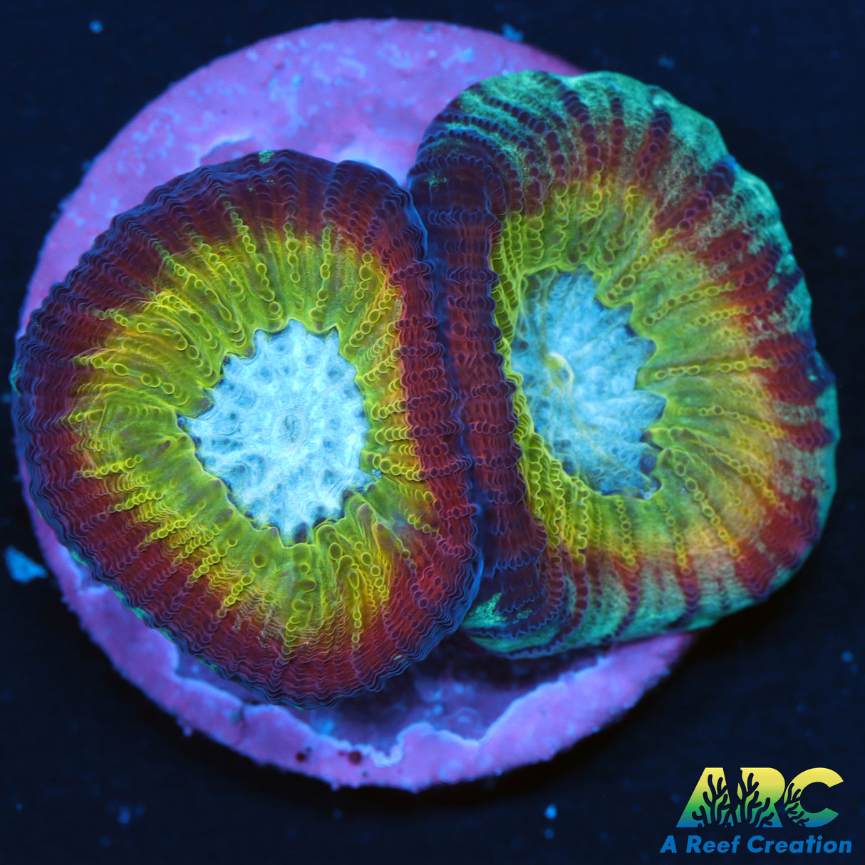 UC Regal Goniastrea