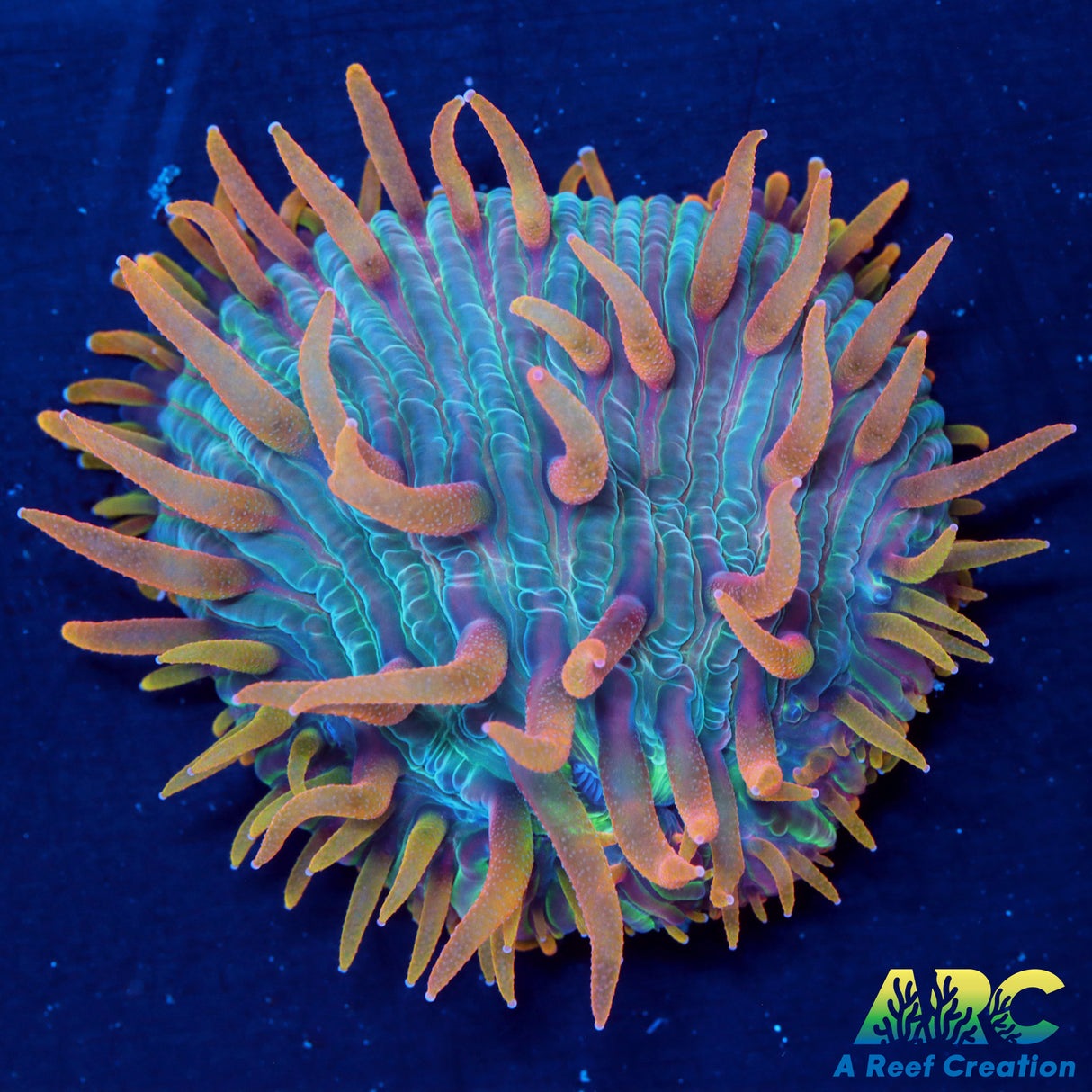 ARC Flaming Hydra Diaseris Plate