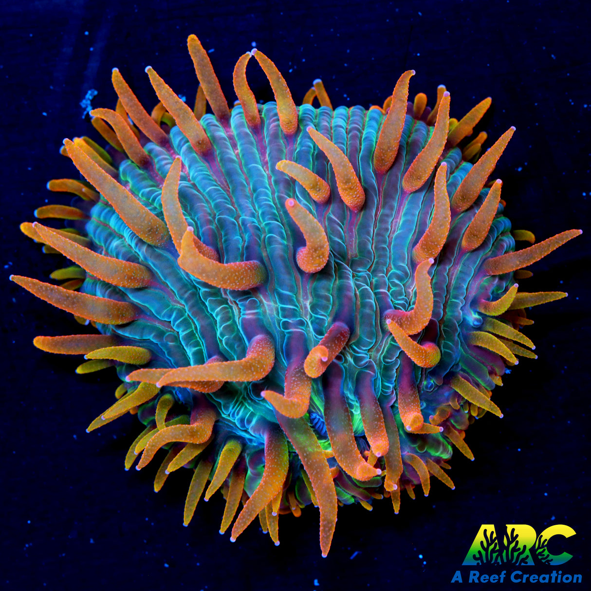 ARC Flaming Hydra Diaseris Plate