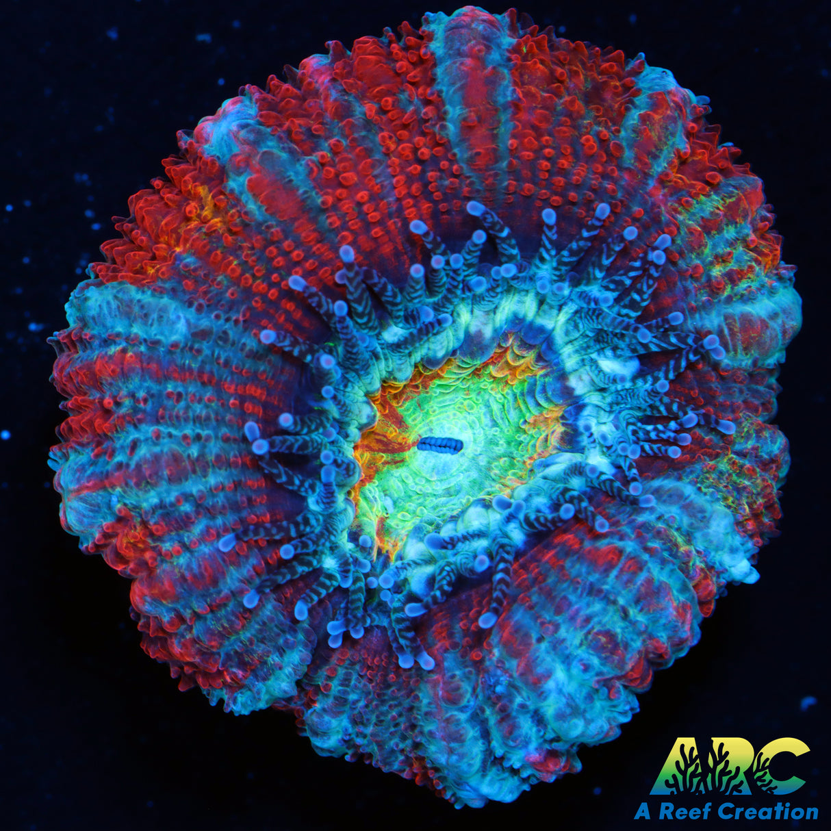 ARC Nebula Acan