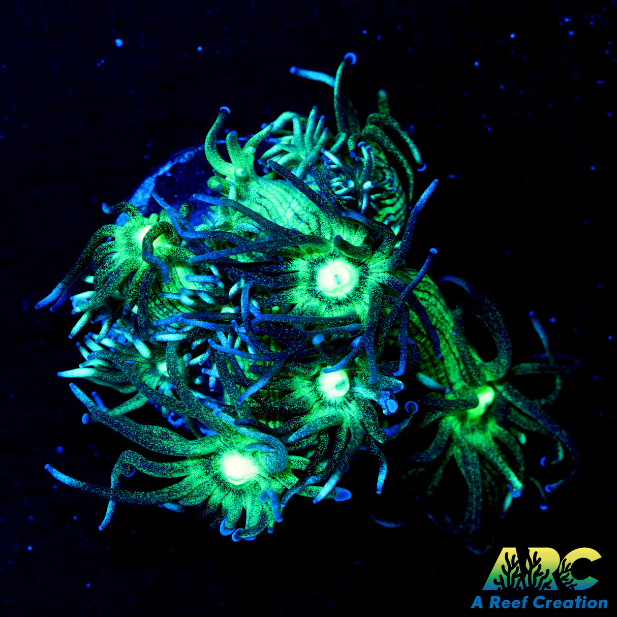 ARC Kryptonite Glitter Goni