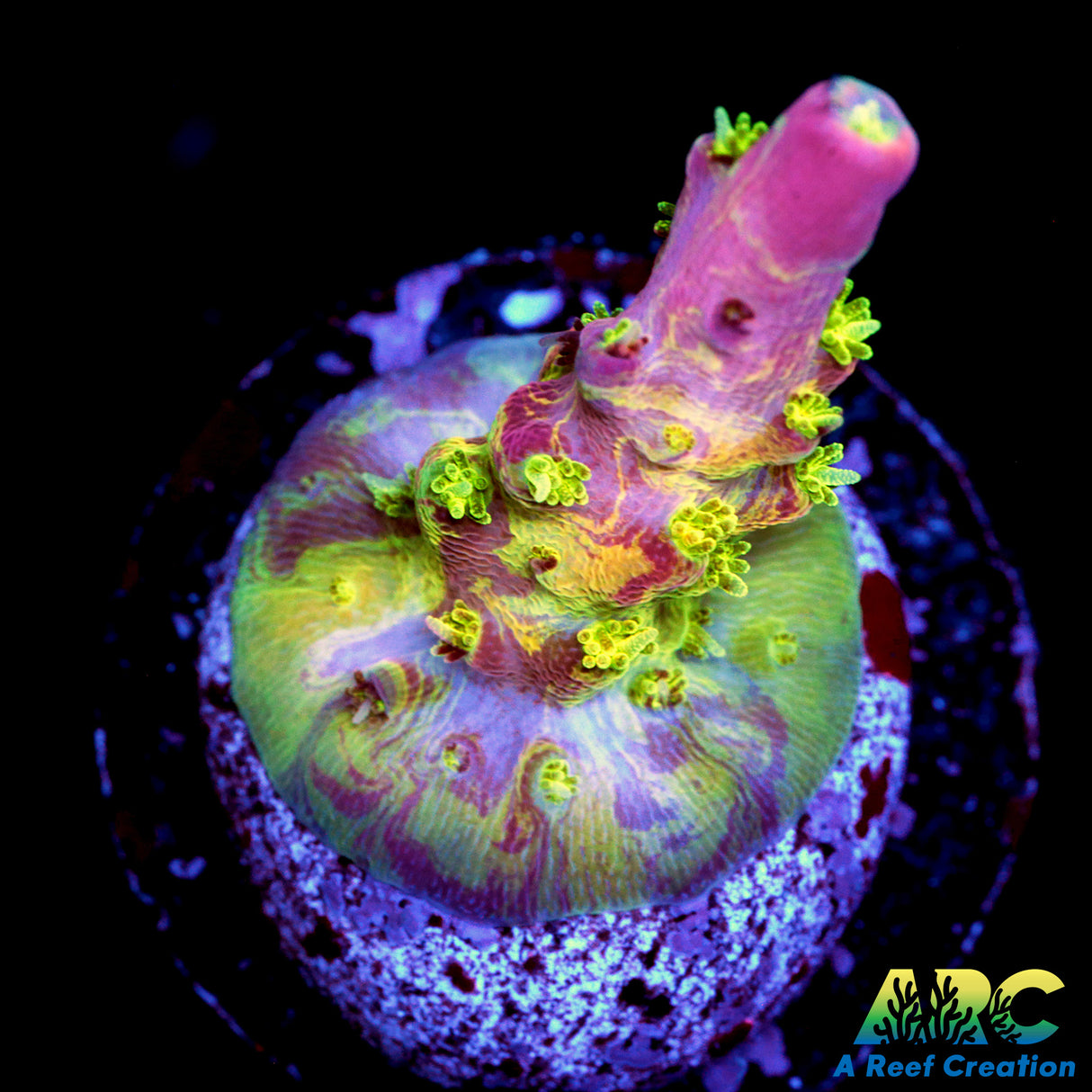 TCK Grafted Kaleidoscope