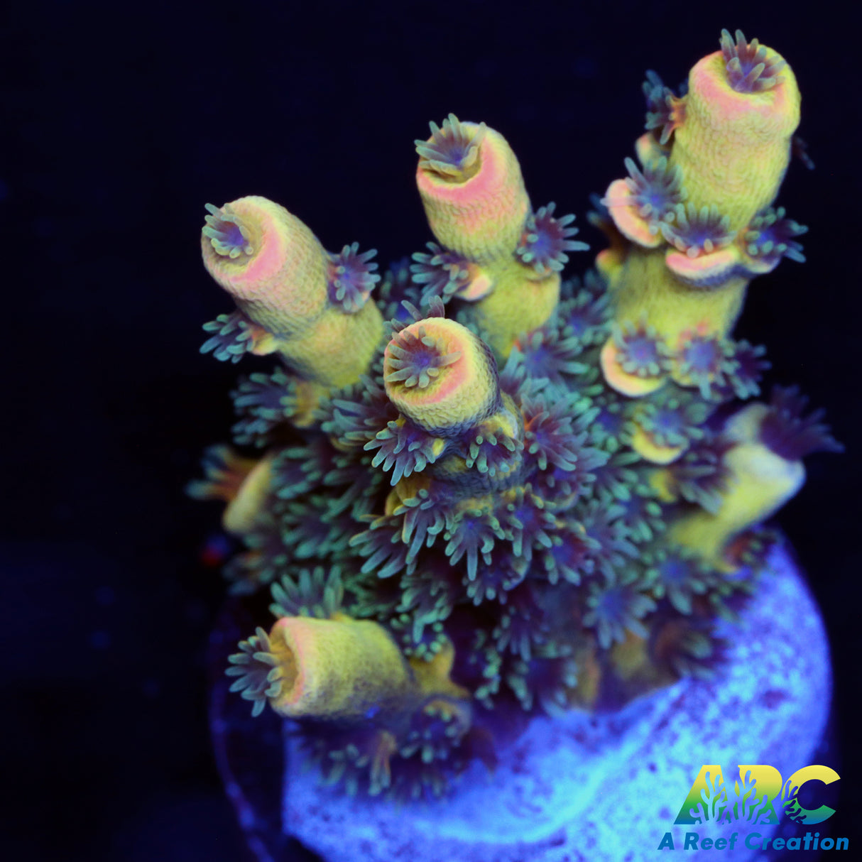RRC Bananarama