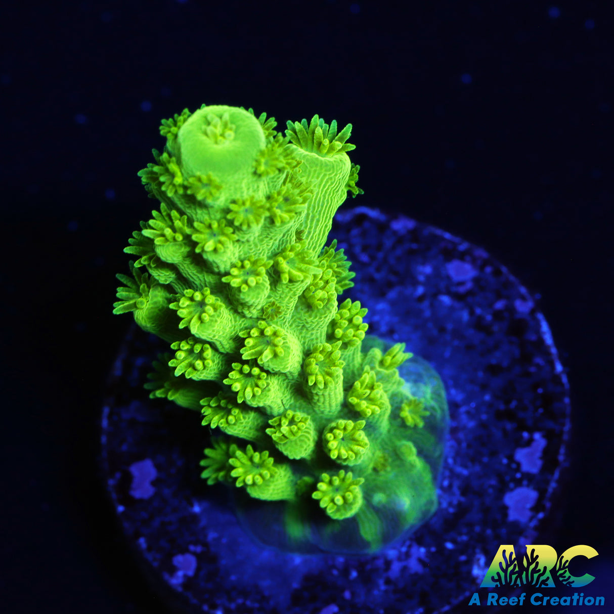 Jake Adams Acropora Florida