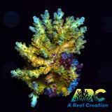 TCK Grafted Kaleidoscope