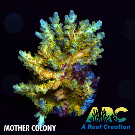 TCK Kaleidoscope Acro