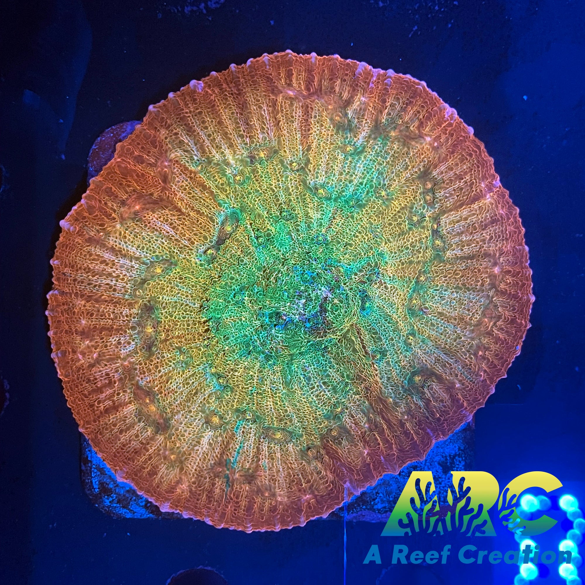 ARC Ludicrous Chalice Mother Colony – A Reef Creation