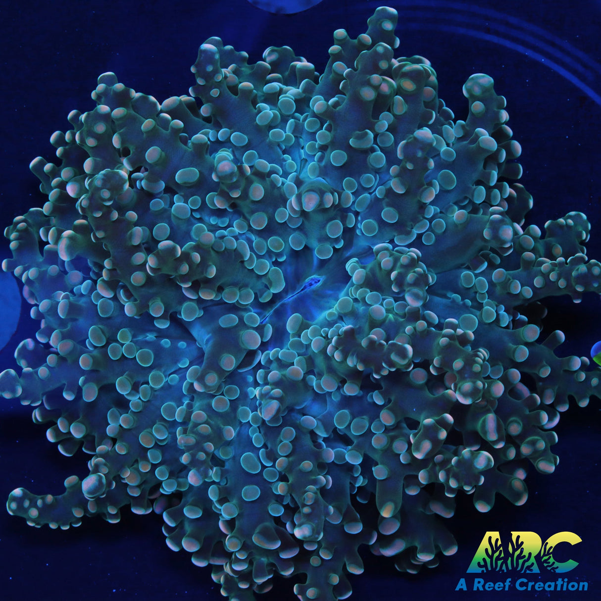 Peach Tip Octospawn