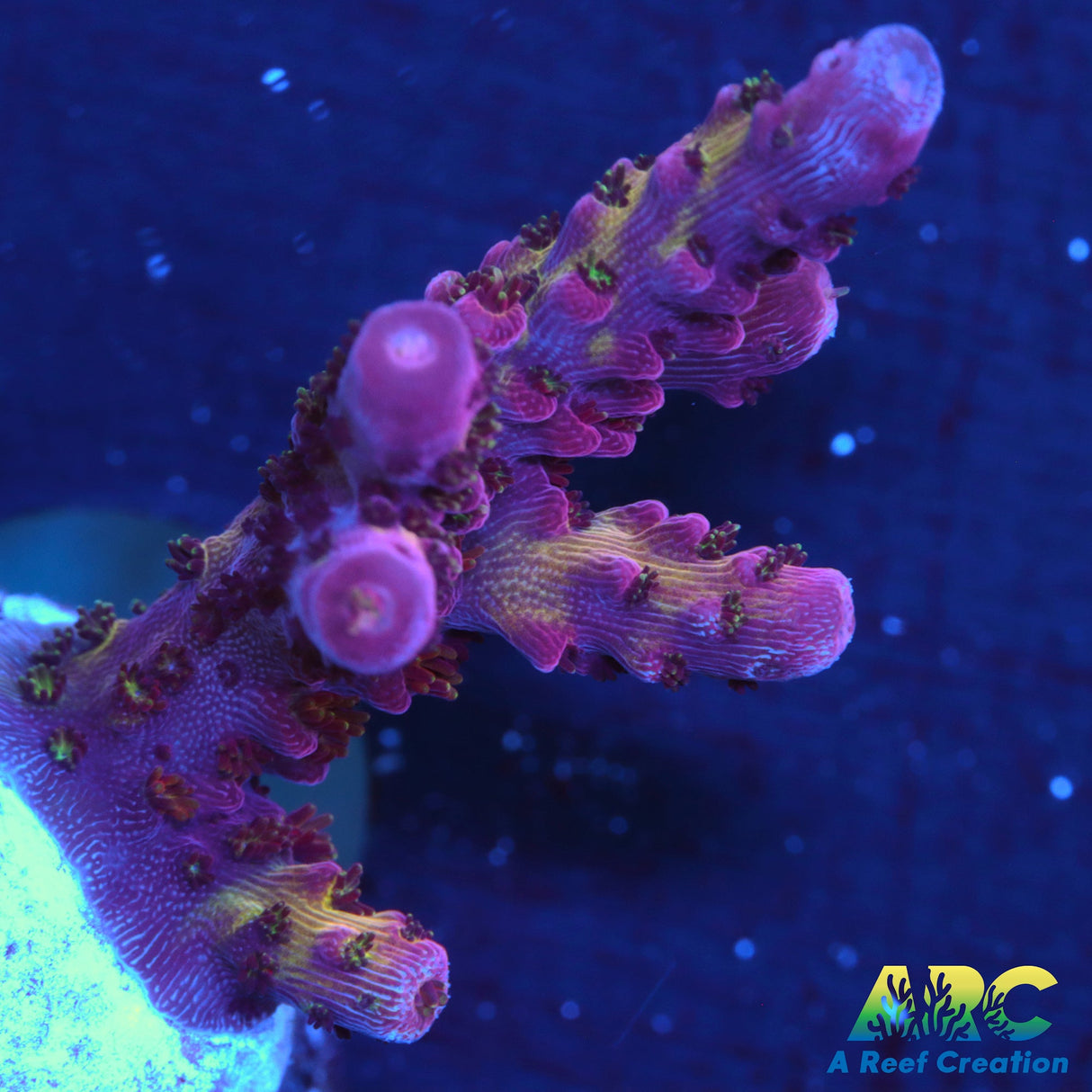 PC Rainbow Acropora