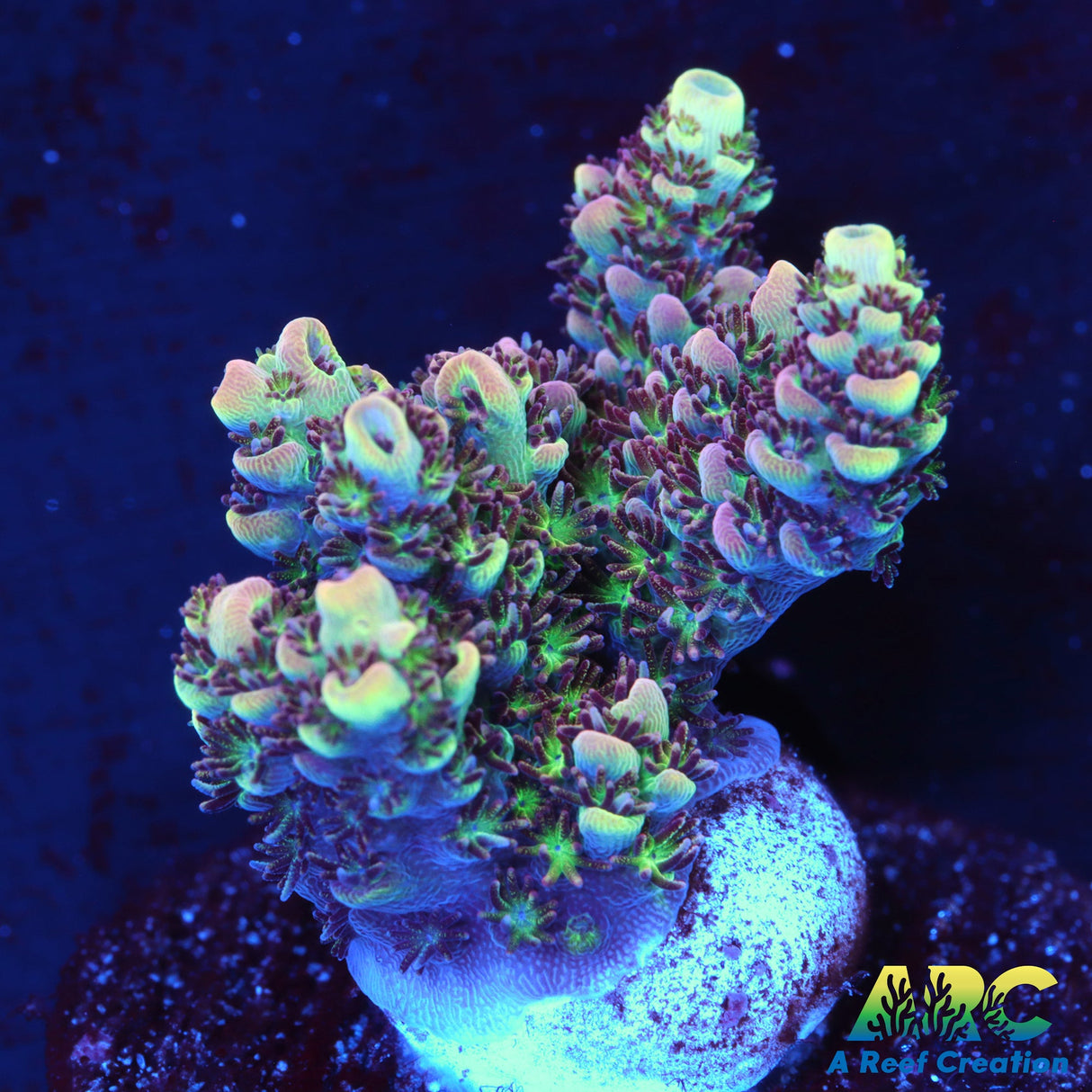 POTO Boomerang Acropora