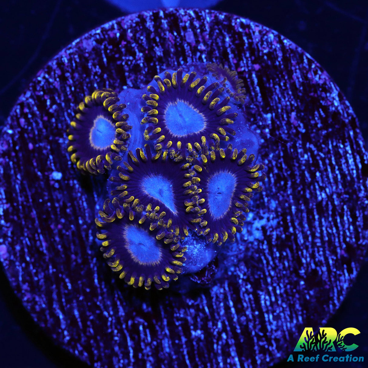 Frozen Hornets Zoanthids