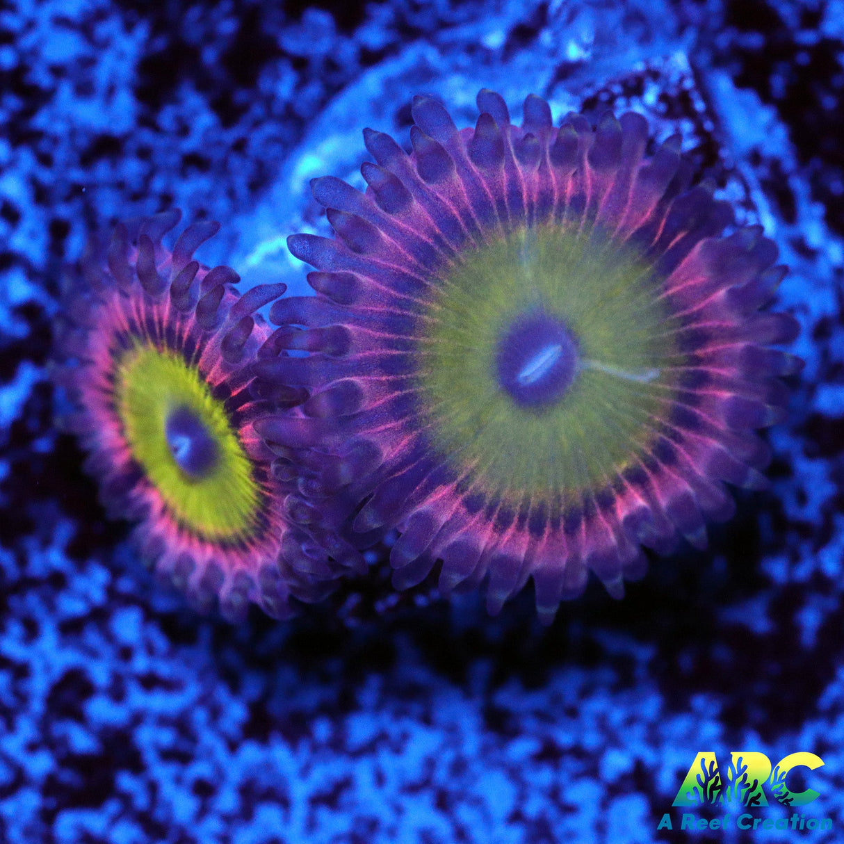 Pink Hippos Zoanthids