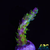 TCK Kaleidoscope Acro