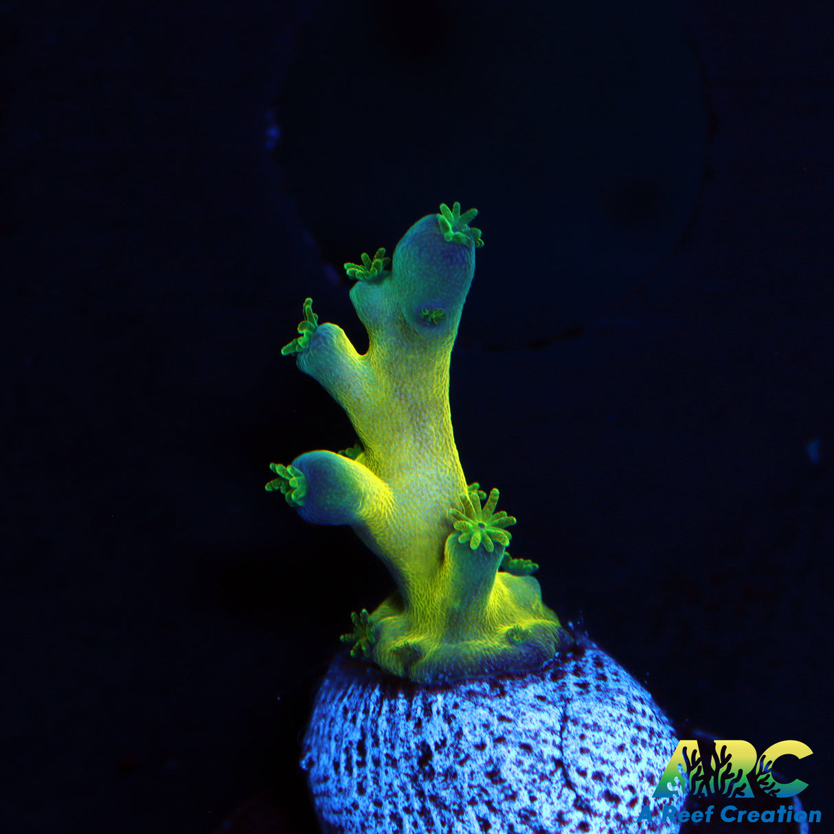 ARC Bullfrogs Acro