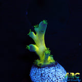 ARC Bullfrogs Acro