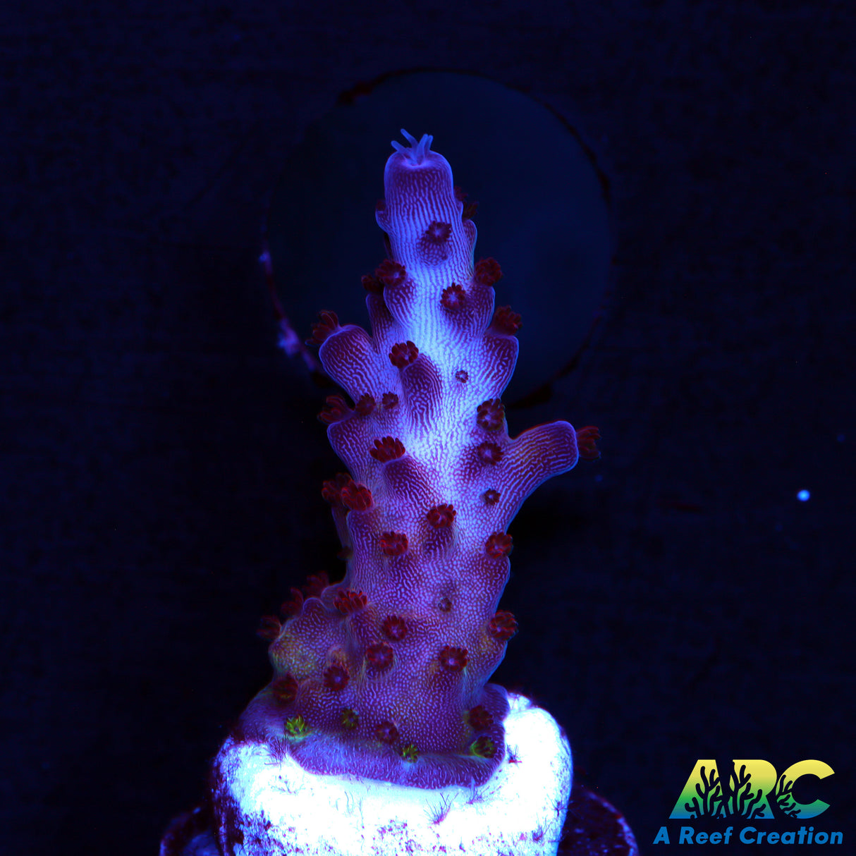 ARC Magic Dragon Acro