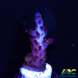 ARC Magic Dragon Acro
