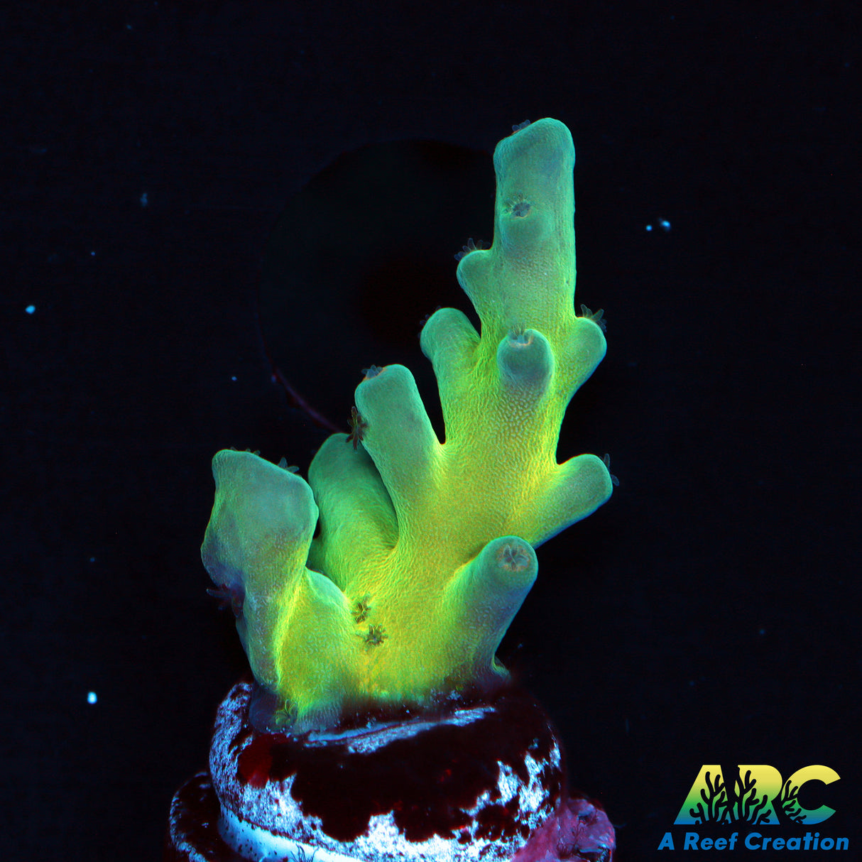 ReefGen Blueberry Fantasy