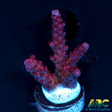 PC Rainbow Acro