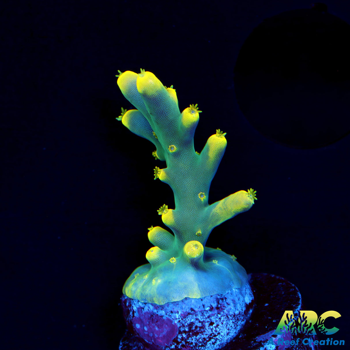 Pratt Reef Table Acro