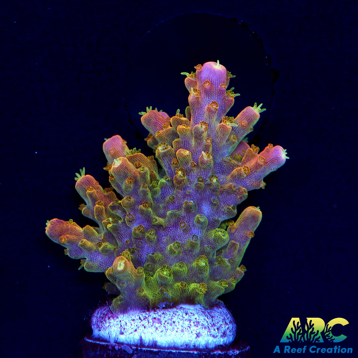 Vivid Space Queen Acro