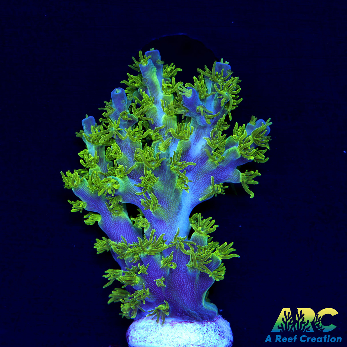 RRC Marvin the Martian