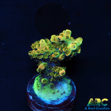 ARC Peach Giant Acro