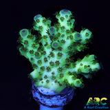 ARC Sarmentosa Acro